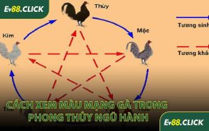 Cách Xem Màu Mạng Gà Trong Phong Thủy Ngũ Hành